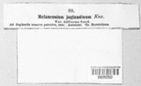 Juglanconis juglandina image